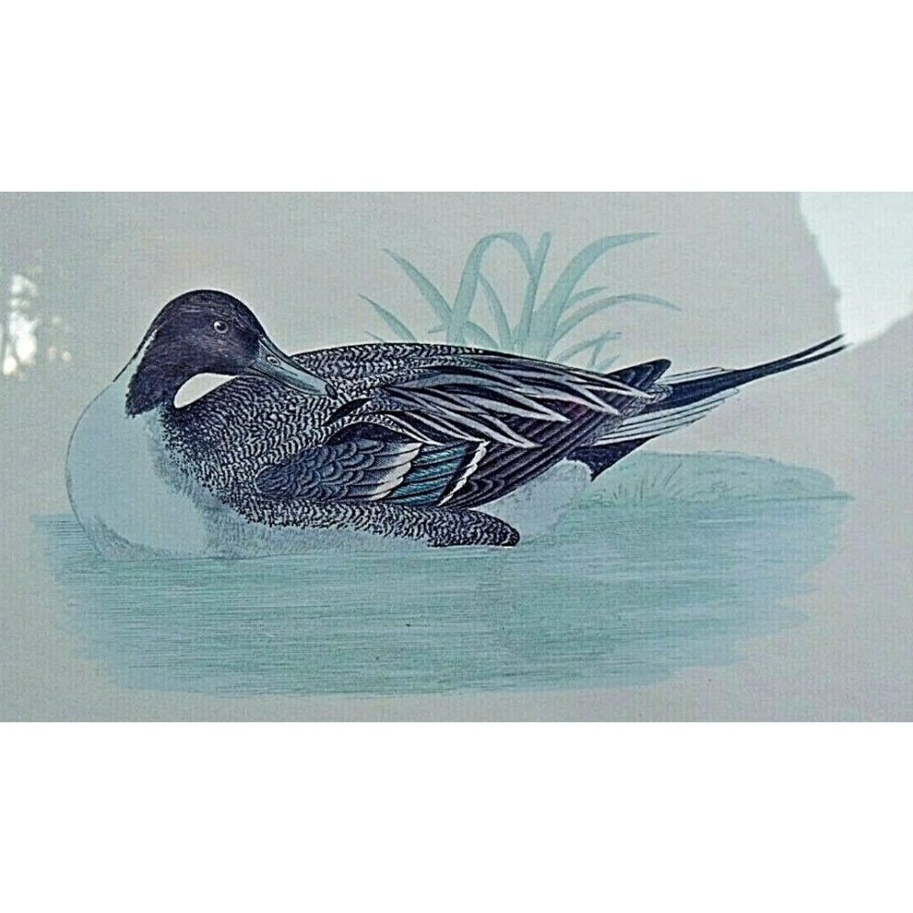 Vintage FIGI Giftware "Pintail" Print of a Duck in the Water Framed and Matted